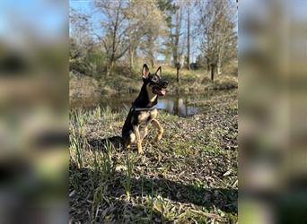 Schäferhund/Malinois Mix sucht ein neues Zuhause