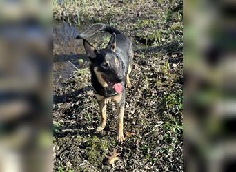 Schäferhund/Malinois Mix sucht ein neues Zuhause