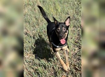 Schäferhund/Malinois Mix sucht ein neues Zuhause