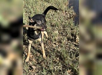 Schäferhund/Malinois Mix sucht ein neues Zuhause