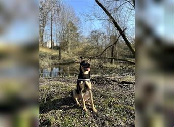 Schäferhund/Malinois Mix sucht ein neues Zuhause