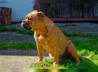 Continental Bulldog Welpen mit Ahnentafel aus kontrollierter und sehr liebevoller Zucht