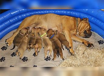 Continental Bulldog Welpen mit Ahnentafel aus kontrollierter und sehr liebevoller Zucht