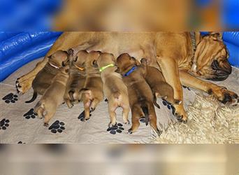 Continental Bulldog Welpen mit Ahnentafel aus kontrollierter und sehr liebevoller Zucht