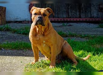 Continental Bulldog Welpen mit Ahnentafel aus kontrollierter und sehr liebevoller Zucht