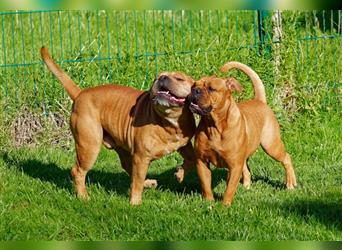 Continental Bulldog Welpen mit Ahnentafel aus kontrollierter und sehr liebevoller Zucht