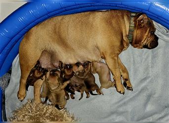 Continental Bulldog Welpen mit Ahnentafel aus kontrollierter und sehr liebevoller Zucht