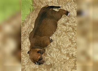 Continental Bulldog Welpen mit Ahnentafel aus kontrollierter und sehr liebevoller Zucht