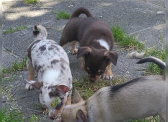 Liebe Chihuahuawelpen in Kurzhaar