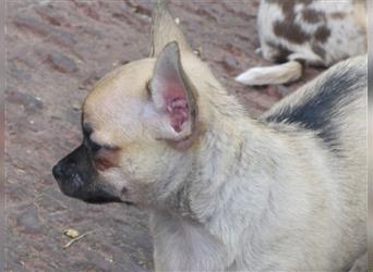 Liebe Chihuahuawelpen in Kurzhaar