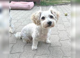 (R) superfitter kleiner Senior SZOTYI- 16 Jahre, 28cm - Bichon Bolognese