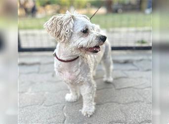 (R) superfitter kleiner Senior SZOTYI- 16 Jahre, 28cm - Bichon Bolognese