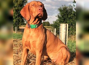 Magyar Vizsla Welpen mit Papieren aus kontrollierter und sehr liebevoller Zucht