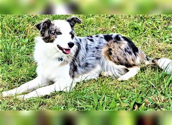 Verkaufe Reinrassige Border Collie Welpen