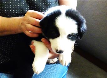 Verkaufe Reinrassige Border Collie Welpen