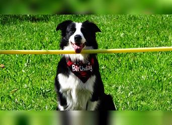 Verkaufe Reinrassige Border Collie Welpen