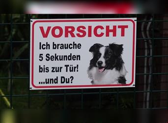 Verkaufe Reinrassige Border Collie Welpen