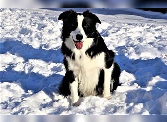 Verkaufe Reinrassige Border Collie Welpen