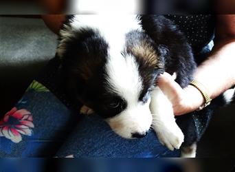 Verkaufe Reinrassige Border Collie Welpen