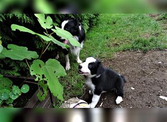 Verkaufe Reinrassige Border Collie Welpen