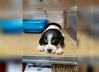 Beagle Tricolor Welpen