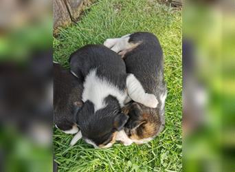 Beagle Tricolor Welpen