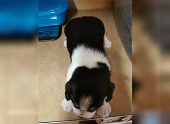 Beagle Tricolor Welpen