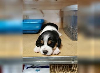 Beagle Tricolor Welpen