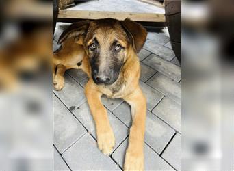 Malinois Belgischer Schäferhund Welpen