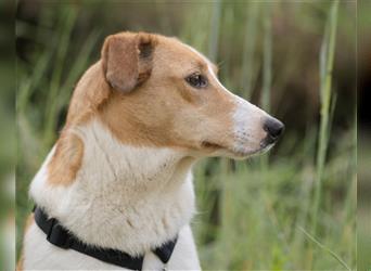 Jella❤️charmante Kurzhaar-Collie Bracke Hündin