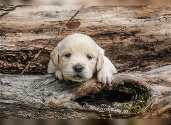 Golden Retriever Welpen - Hündin