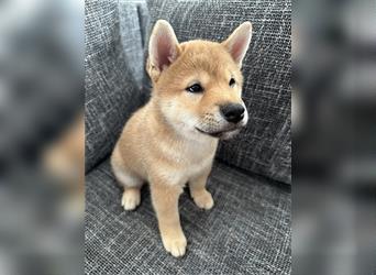 REINRASSIGE SHIBA INU WELPEN