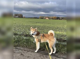 REINRASSIGE SHIBA INU WELPEN