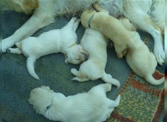 Golden Retriever Welpen mit Ahnentafel Gesundheitszeugniss