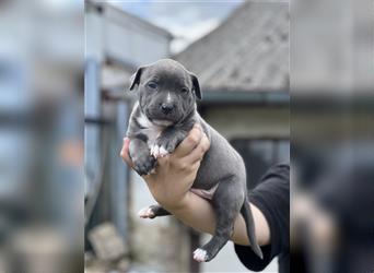 American Bully Welpe