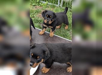 Rottweilerwelpen