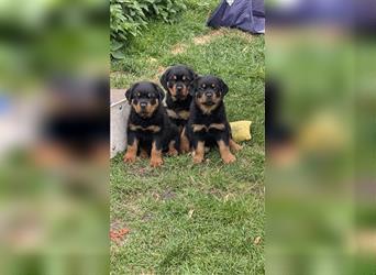 Rottweilerwelpen