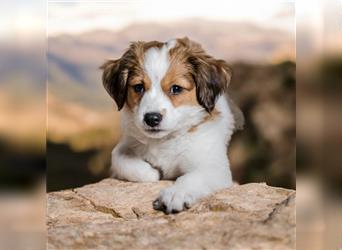 Traumhafte Kooikerhondje Welpen