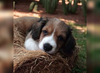 Traumhafte Kooikerhondje Welpen