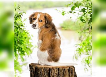 Traumhafte Kooikerhondje Welpen