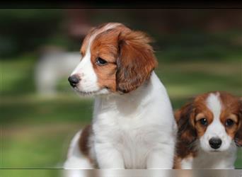 Traumhafte Kooikerhondje Welpen