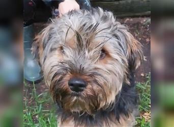 Axel, Yorkshire Terrier Mischling