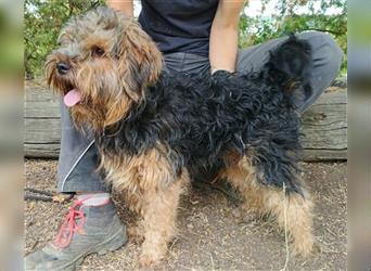 Axel, Yorkshire Terrier Mischling