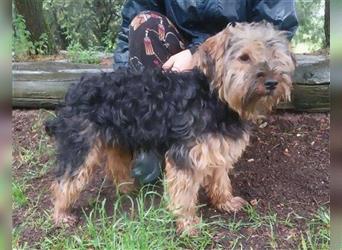 Axel, Yorkshire Terrier Mischling