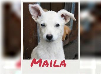 Maila - Welpe sucht Familie