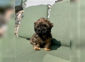 Welpen, Hundebabys Havaneser Shih Tzu, 79761 Waldshut-Tiengen, Freiburg, Stuttgart