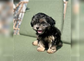 Welpen, Hundebabys Havaneser Shih Tzu, 79761 Waldshut-Tiengen, Freiburg, Stuttgart