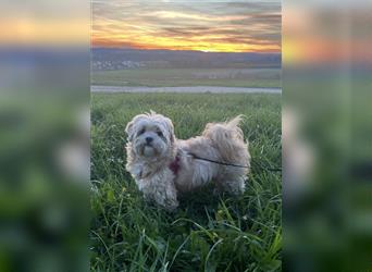 Welpen, Hundebabys Havaneser Shih Tzu, 79761 Waldshut-Tiengen, Freiburg, Stuttgart