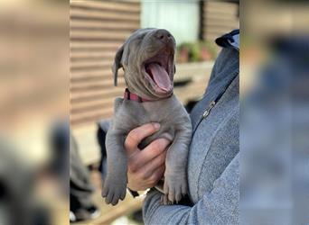 Weimaraner grau reinrassig