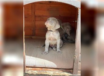 Weimaraner grau reinrassig